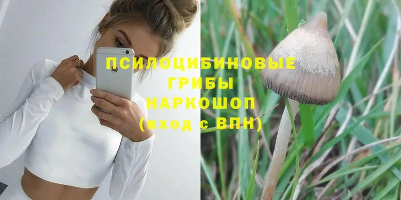 Псилоцибиновые грибы Psilocybe  Алдан 